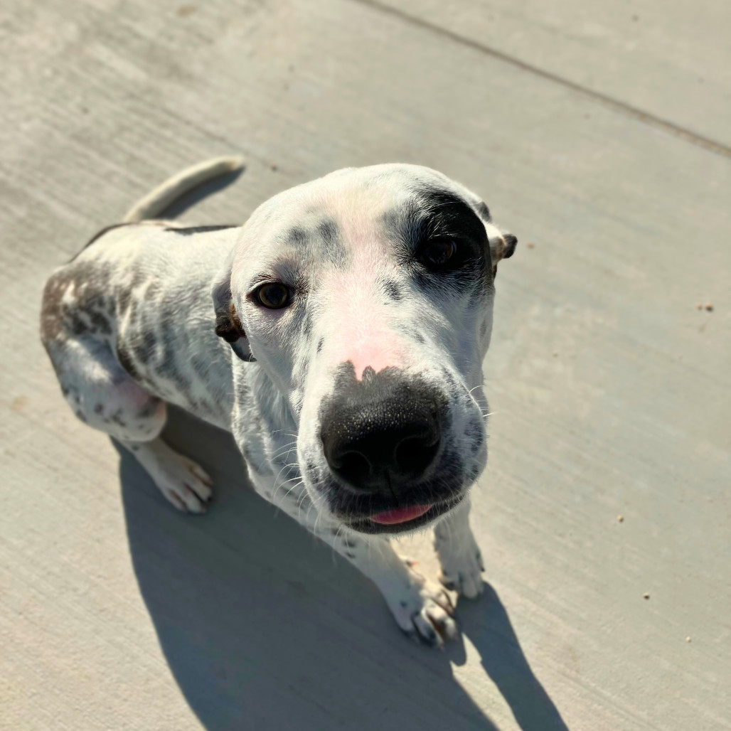 Rollie, an adoptable Mixed Breed in Las Cruces, NM, 88012 | Photo Image 1