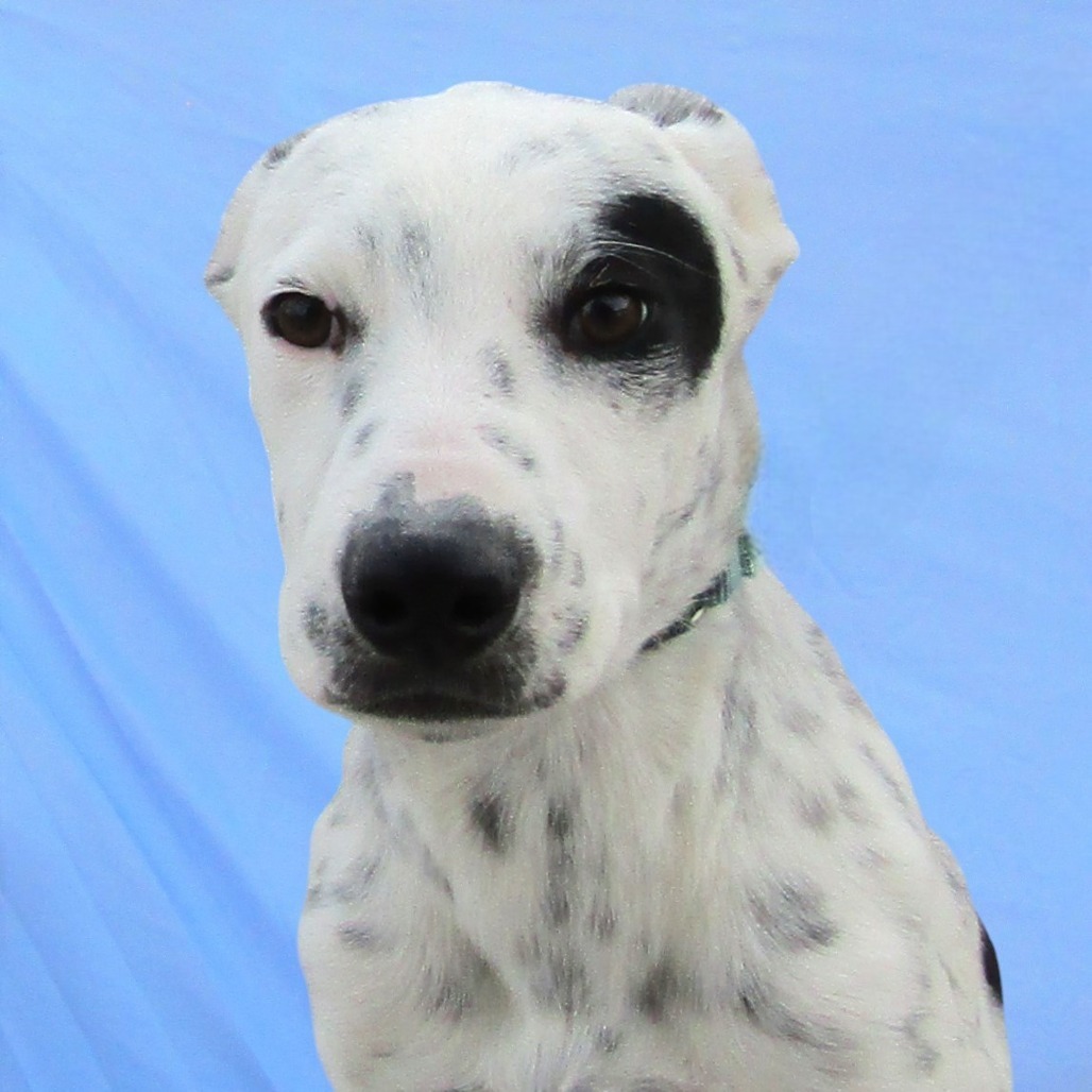 Rolly, an adoptable Mixed Breed in Las Cruces, NM, 88012 | Photo Image 2