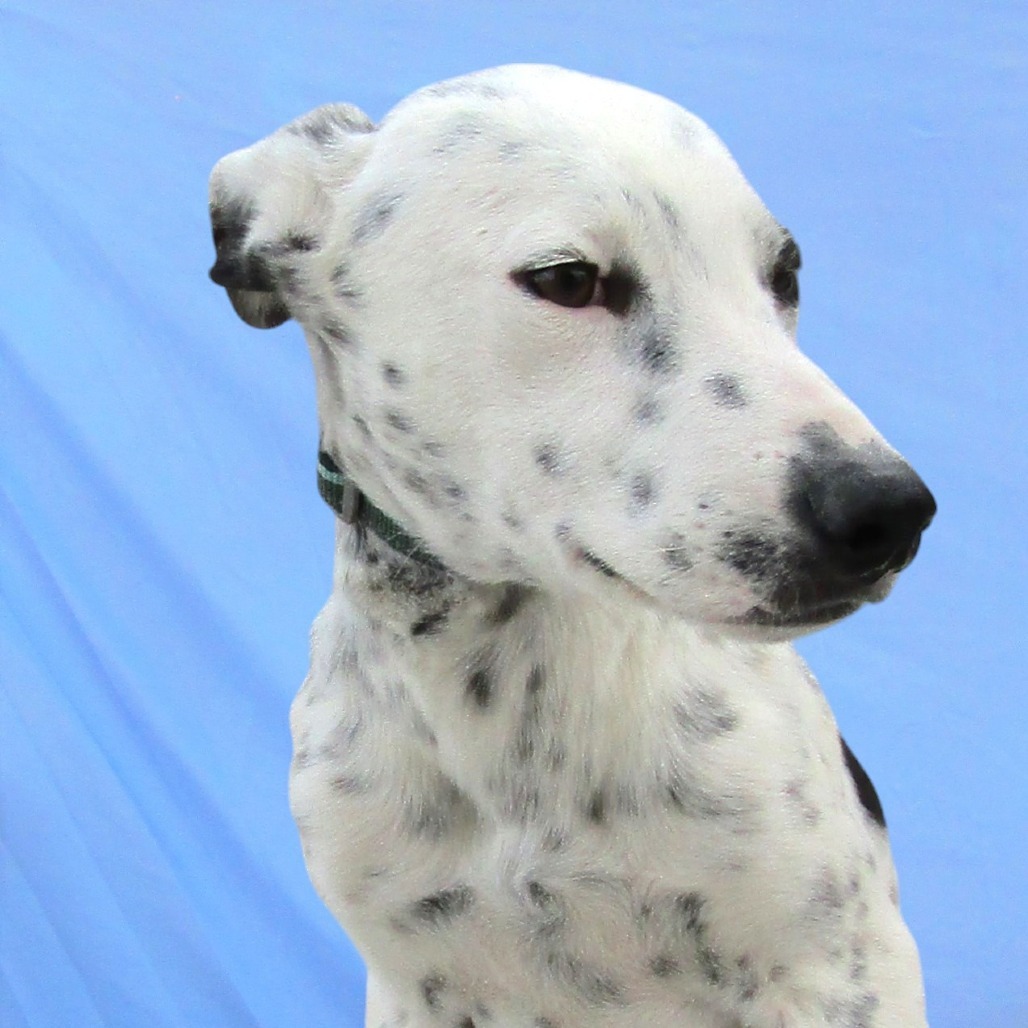Rolly, an adoptable Mixed Breed in Las Cruces, NM, 88012 | Photo Image 3