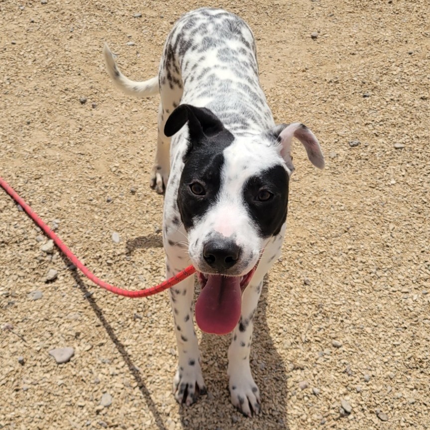 Pongo, an adoptable Mixed Breed in Las Cruces, NM, 88012 | Photo Image 1
