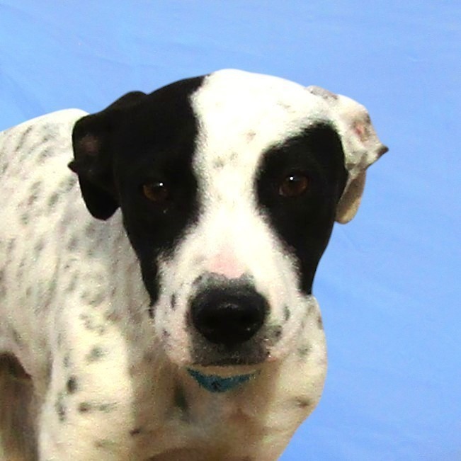 Pongo, an adoptable Mixed Breed in Las Cruces, NM, 88012 | Photo Image 2