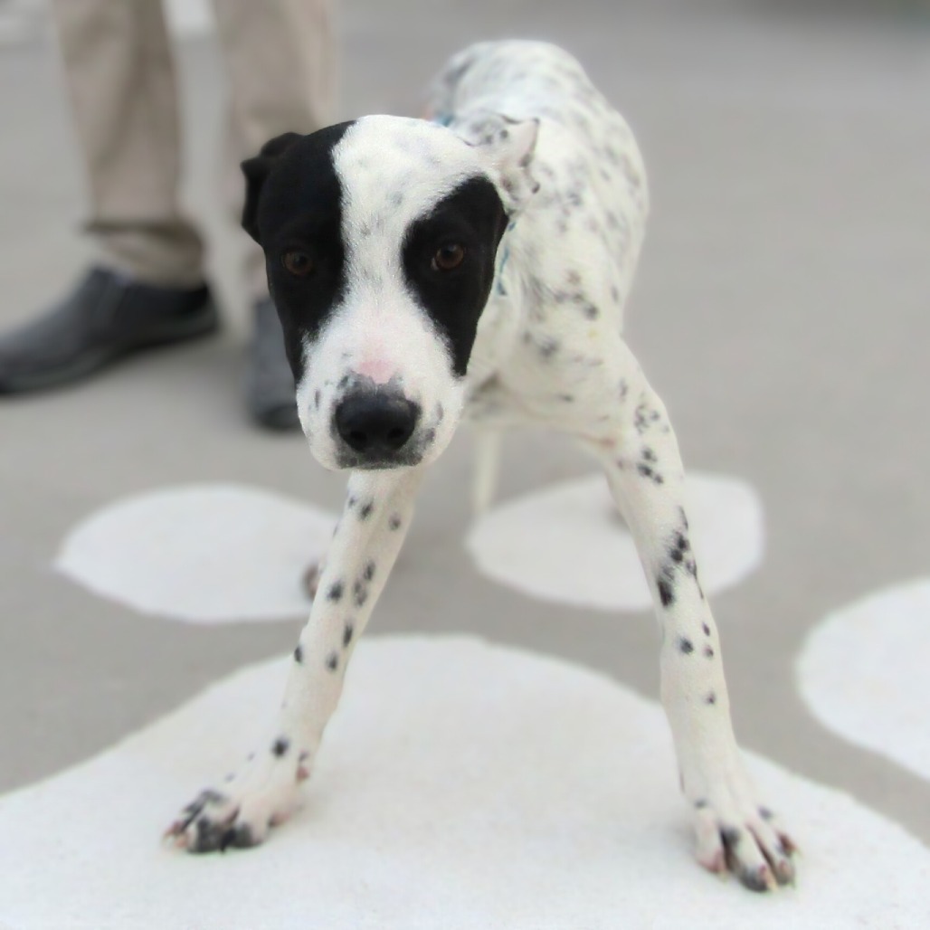 Pongo, an adoptable Mixed Breed in Las Cruces, NM, 88012 | Photo Image 3