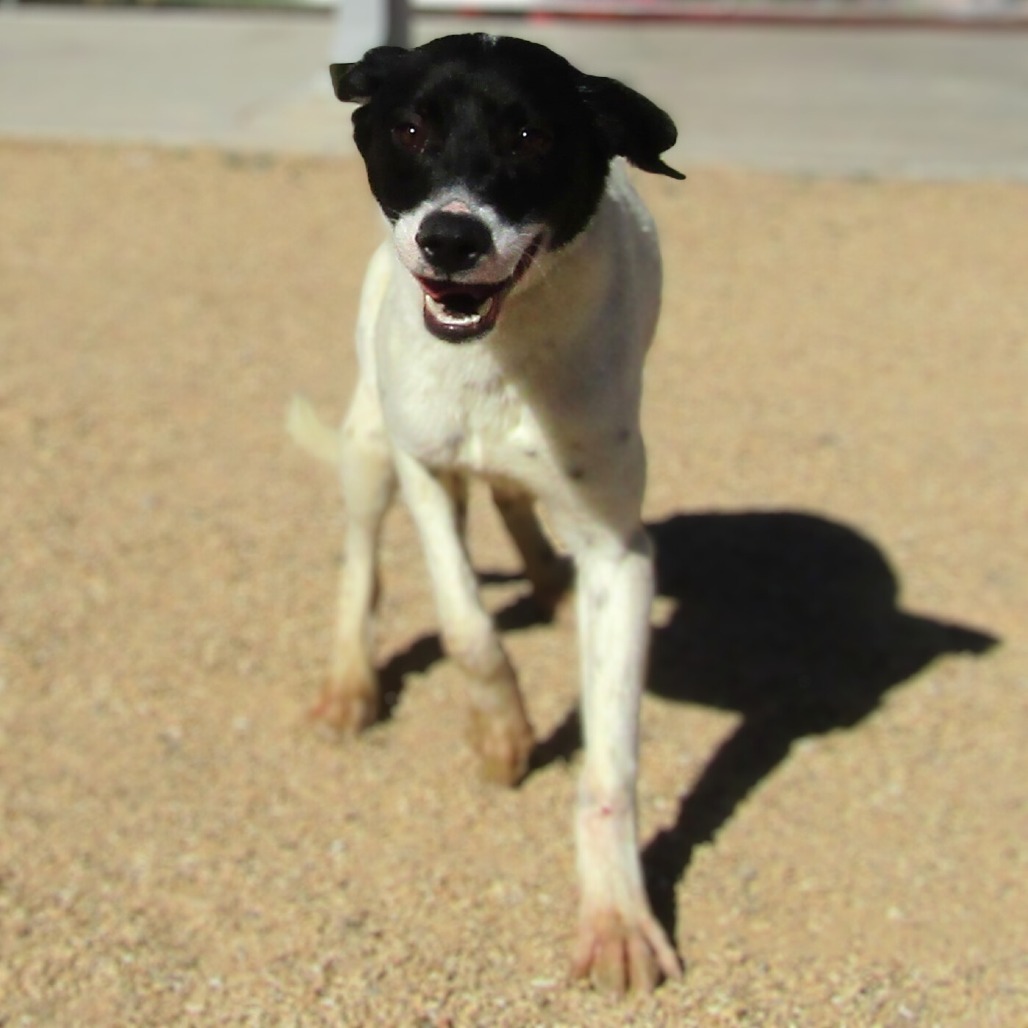 Pickel, an adoptable Mixed Breed in Las Cruces, NM, 88012 | Photo Image 1