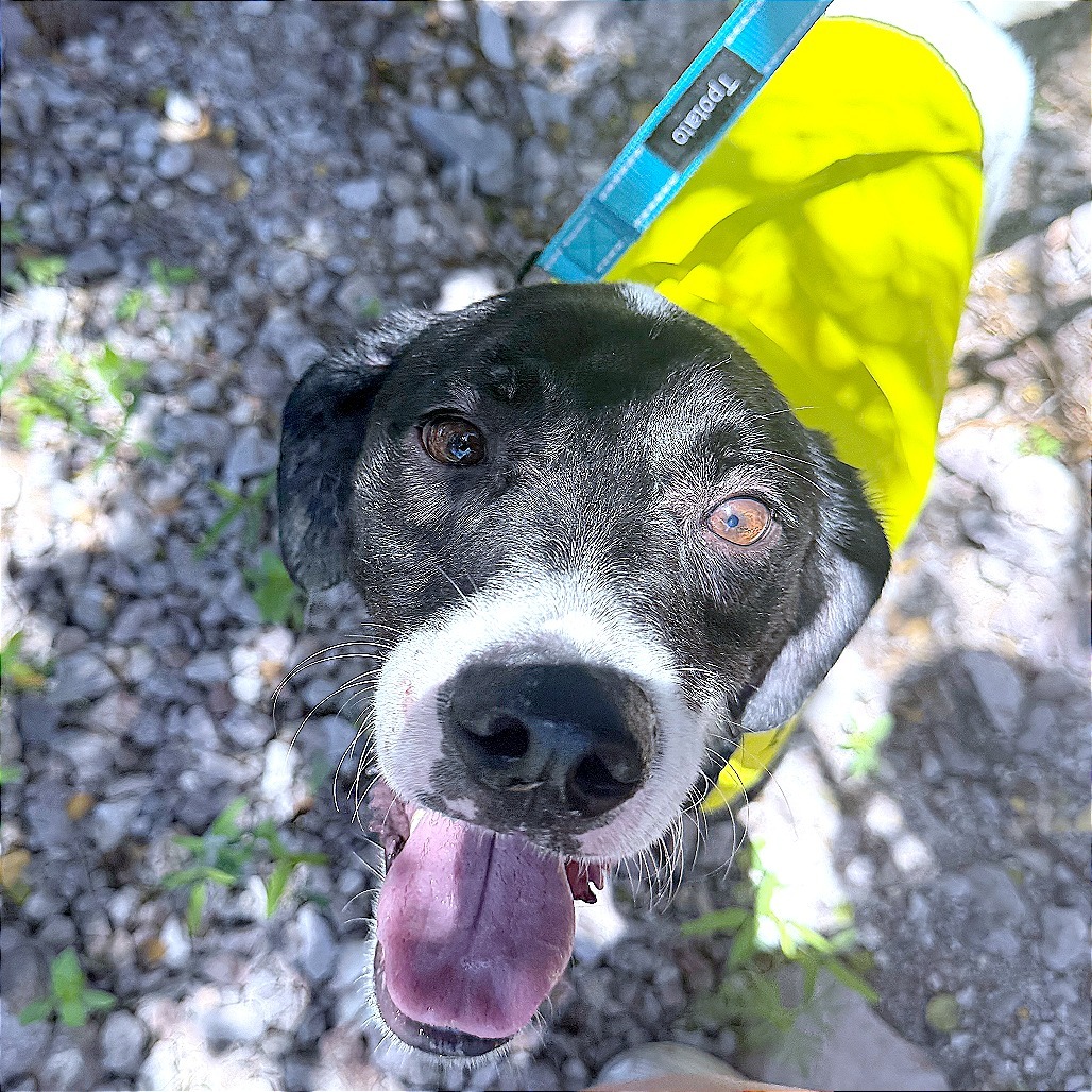 Pickel, an adoptable Mixed Breed in Las Cruces, NM, 88012 | Photo Image 1