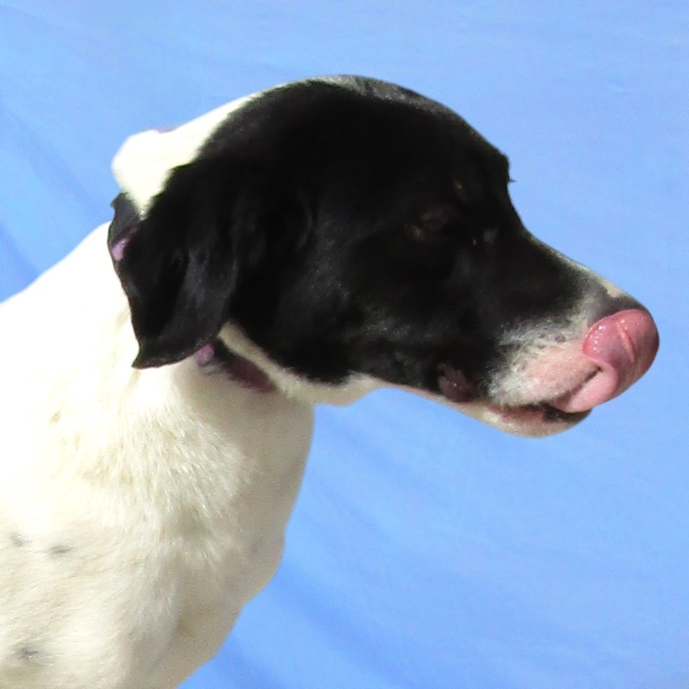 Pickel, an adoptable Mixed Breed in Las Cruces, NM, 88012 | Photo Image 2