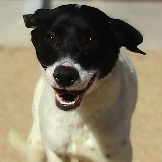 Pickel, an adoptable Mixed Breed in Las Cruces, NM, 88012 | Photo Image 3