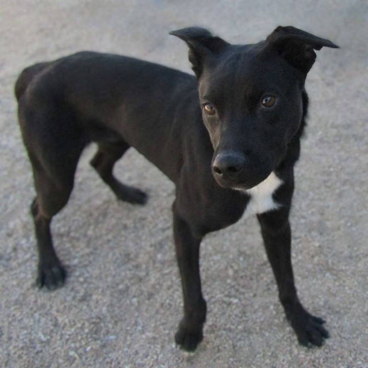 Boxer 1