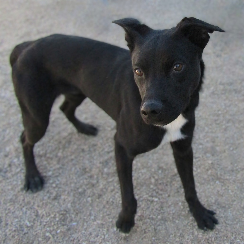 Boxer, an adoptable Mixed Breed in Las Cruces, NM, 88012 | Photo Image 1