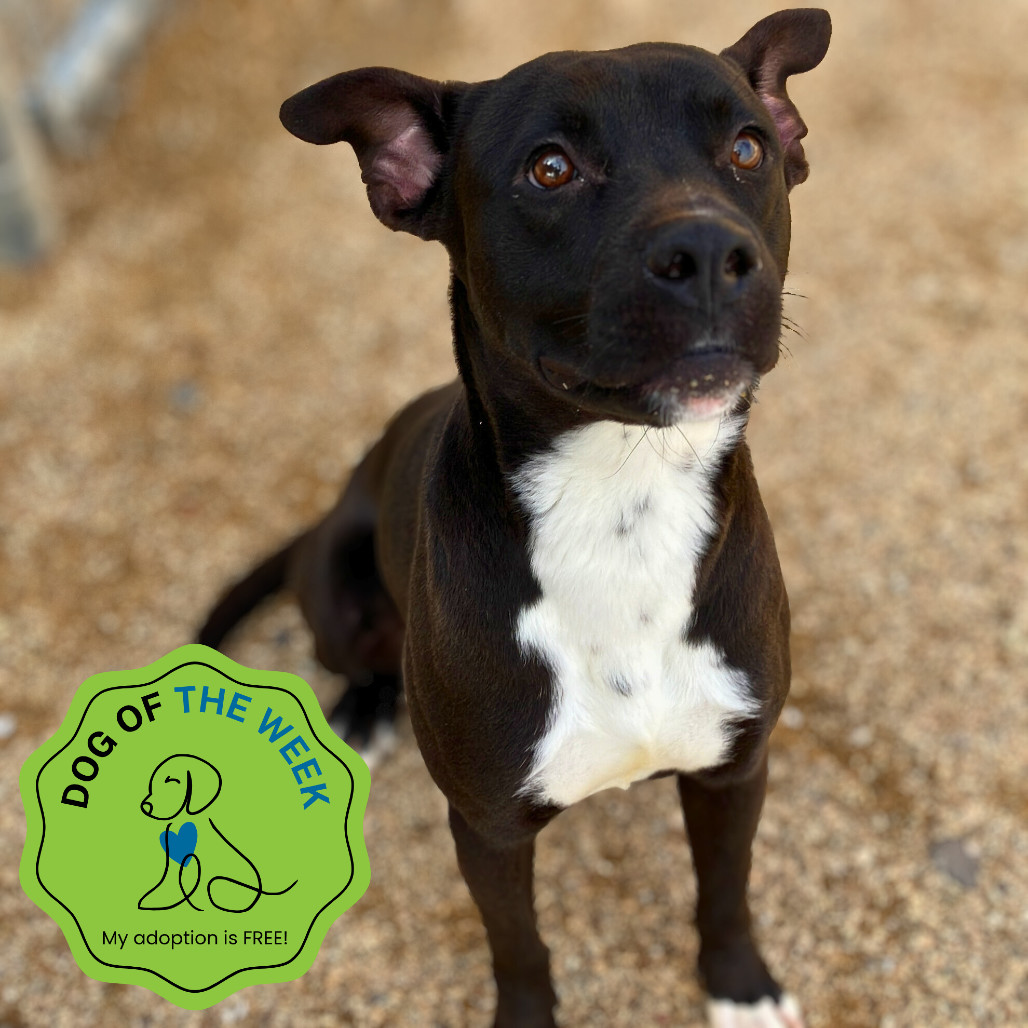 Boxer, an adoptable Mixed Breed in Las Cruces, NM, 88012 | Photo Image 1