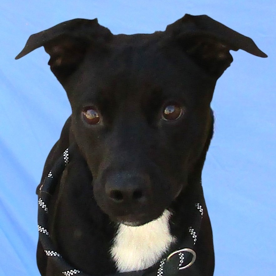 Boxer, an adoptable Mixed Breed in Las Cruces, NM, 88012 | Photo Image 2