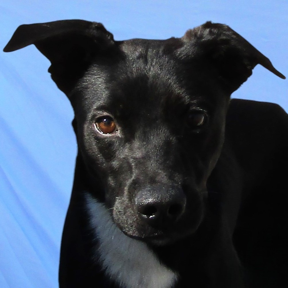 Boxer, an adoptable Mixed Breed in Las Cruces, NM, 88012 | Photo Image 3