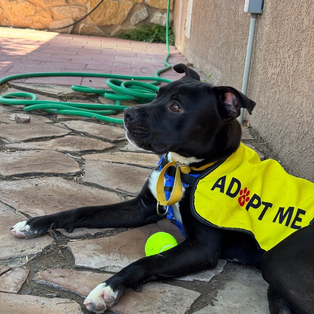 Boxer, an adoptable Mixed Breed in Las Cruces, NM, 88012 | Photo Image 3