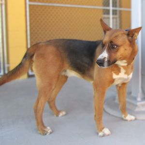Baxter