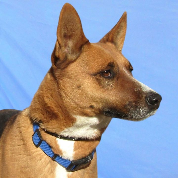 Baxter 2