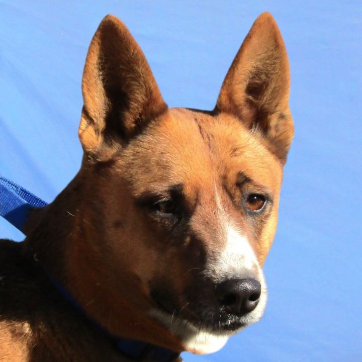 Baxter 3
