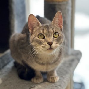 Brisci, Adult Female unknown