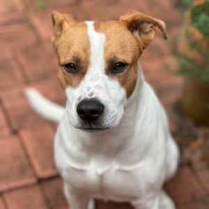 Lady, Young Female Terrier