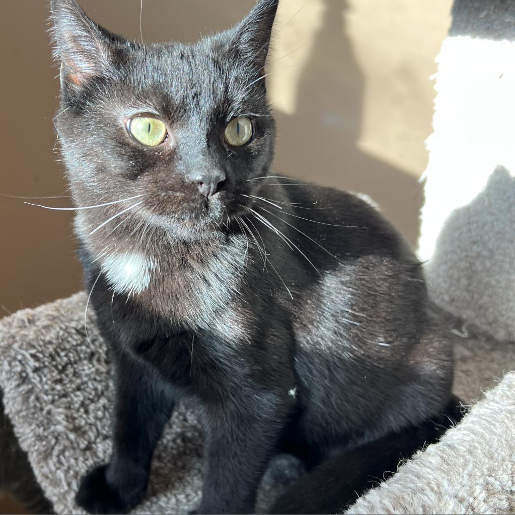Winston, an adoptable Domestic Short Hair in Wadena, MN, 56482 | Photo Image 2