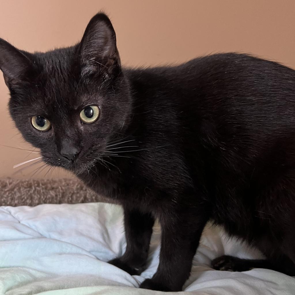 Winston, an adoptable Domestic Short Hair in Wadena, MN, 56482 | Photo Image 3