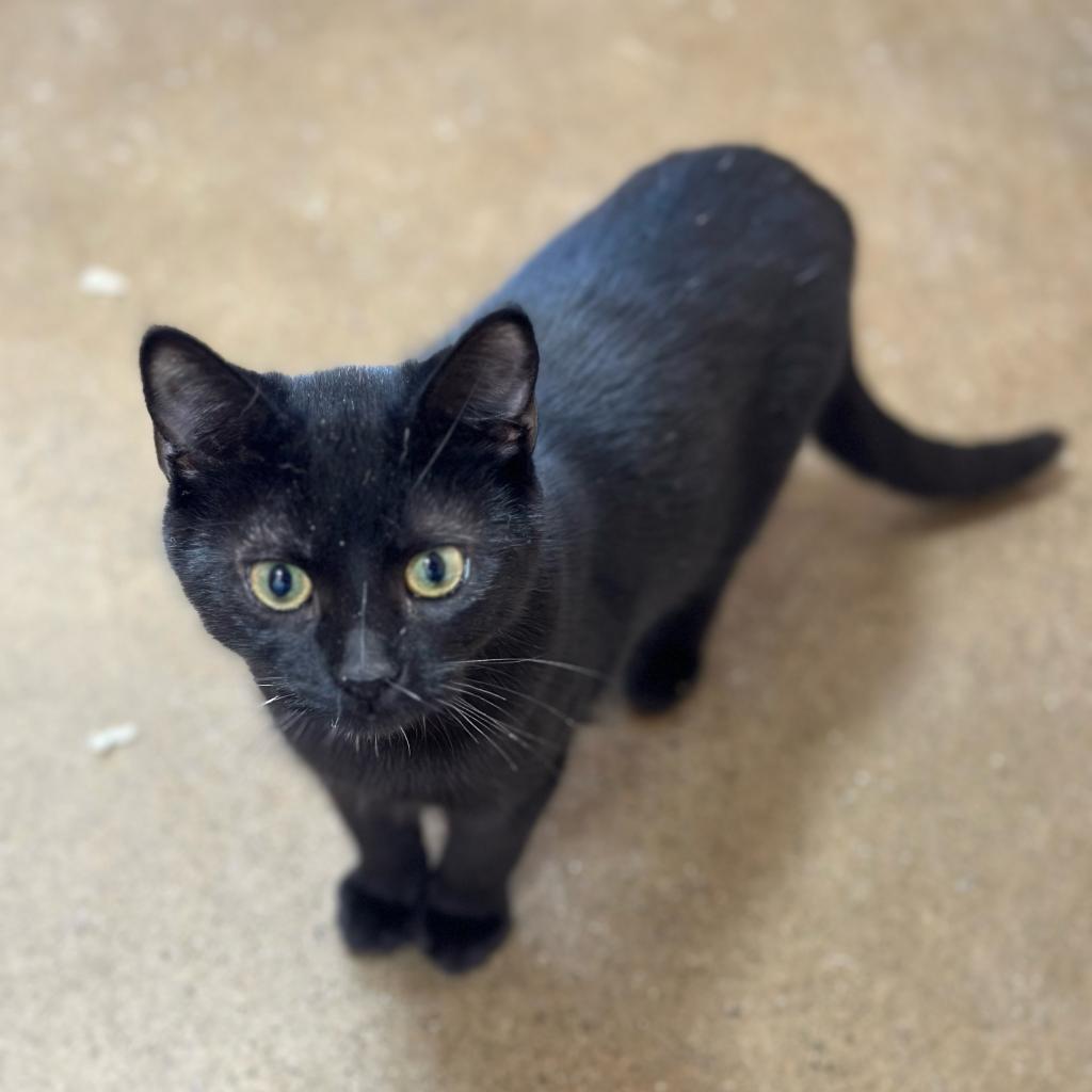 Winston, an adoptable Domestic Short Hair in Wadena, MN, 56482 | Photo Image 5