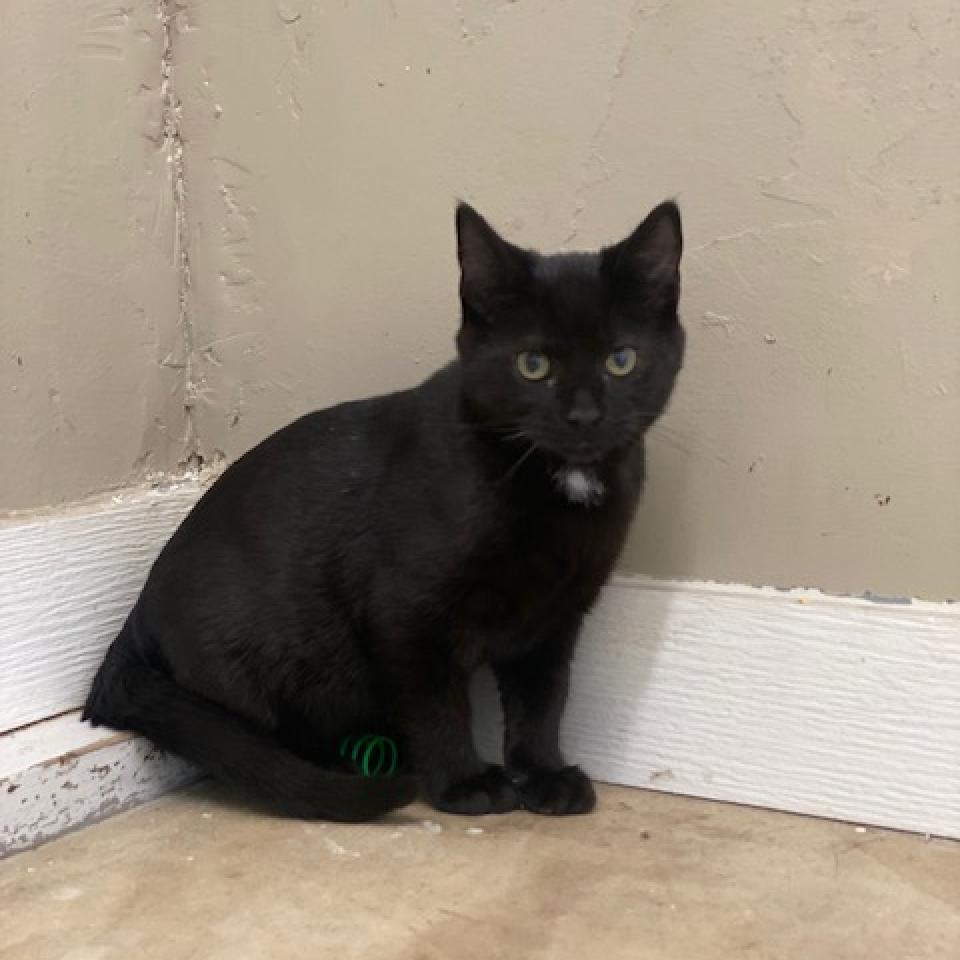 Winston, an adoptable Domestic Short Hair in Wadena, MN, 56482 | Photo Image 6