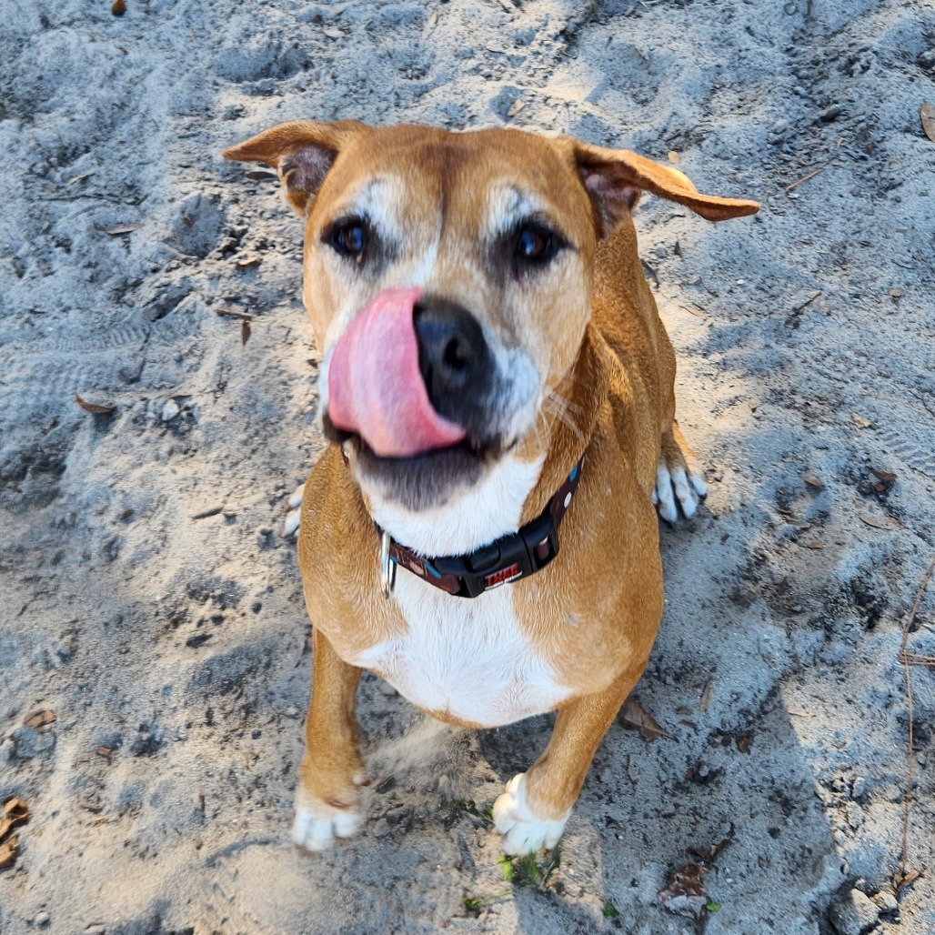 Skipper