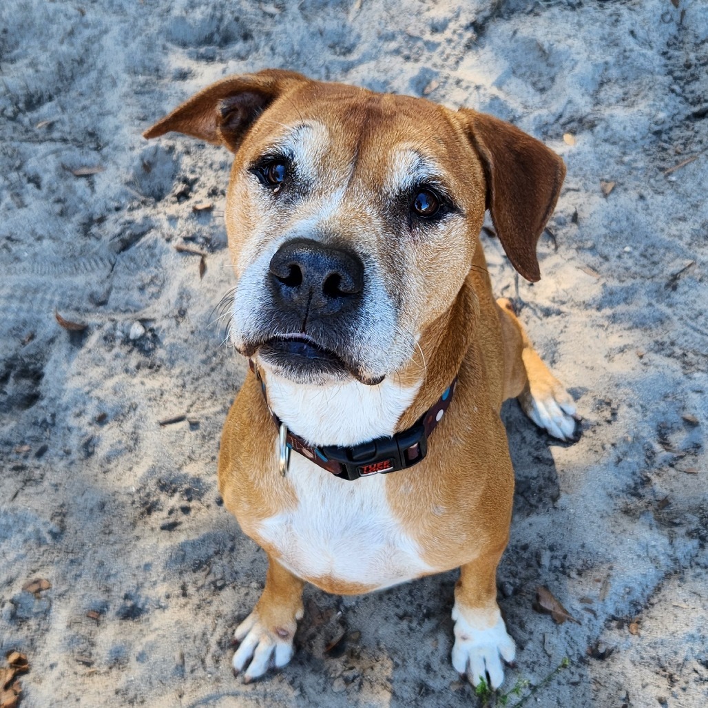 Skipper
