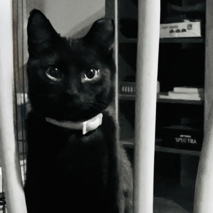 Booker 3