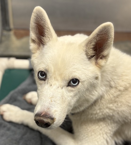 Dog for adoption - FLUTTERSHY, a Husky Mix in Houston, TX | Petfinder
