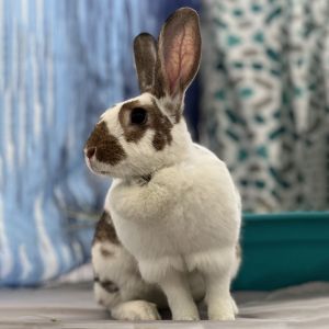 Meet Willow She is a sweet curious and active girl looking for just the right home Shes previou