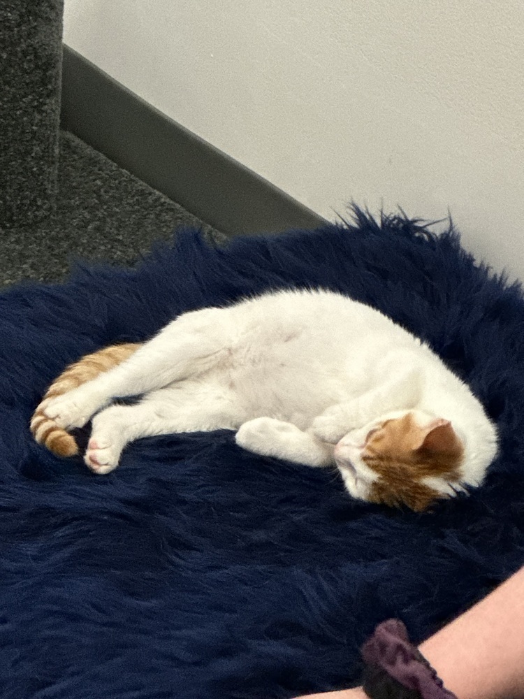 Stetson - ADOPTION PENDING, an adoptable Domestic Short Hair in Emporia, KS, 66801 | Photo Image 3