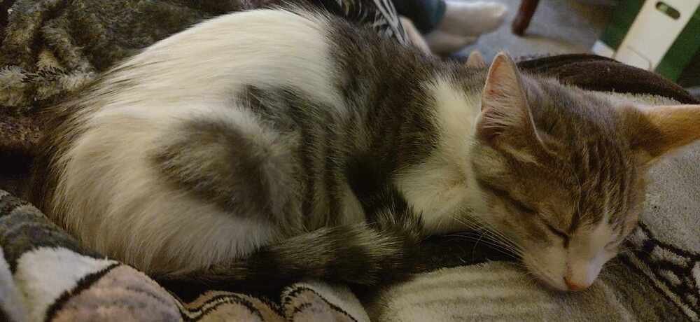Beatrix, an adoptable Domestic Short Hair in Emporia, KS, 66801 | Photo Image 2