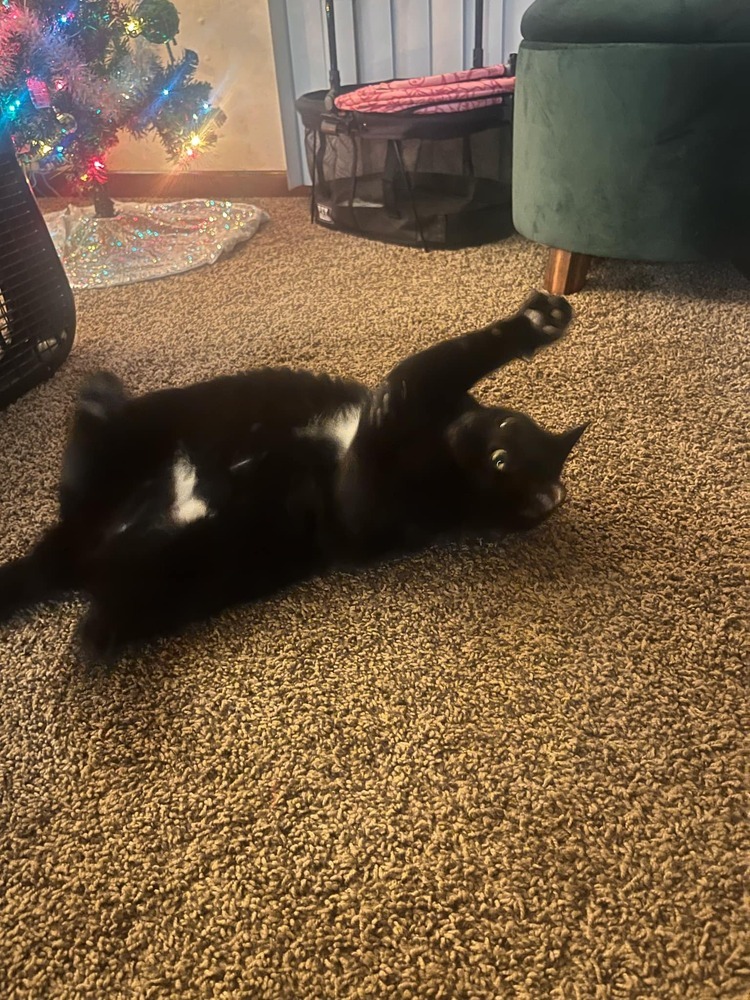 Tilly, an adoptable Domestic Short Hair in Emporia, KS, 66801 | Photo Image 3