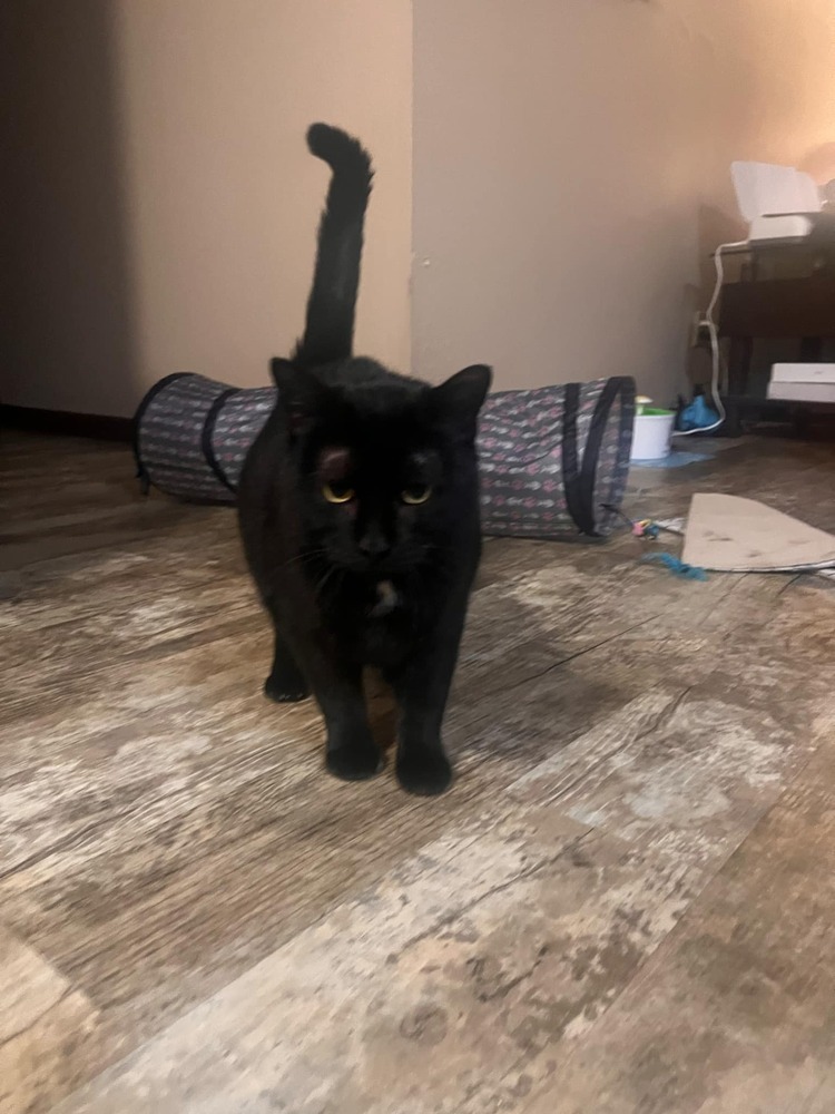 Tilly, an adoptable Domestic Short Hair in Emporia, KS, 66801 | Photo Image 4
