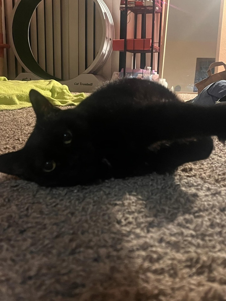 Tilly, an adoptable Domestic Short Hair in Emporia, KS, 66801 | Photo Image 6