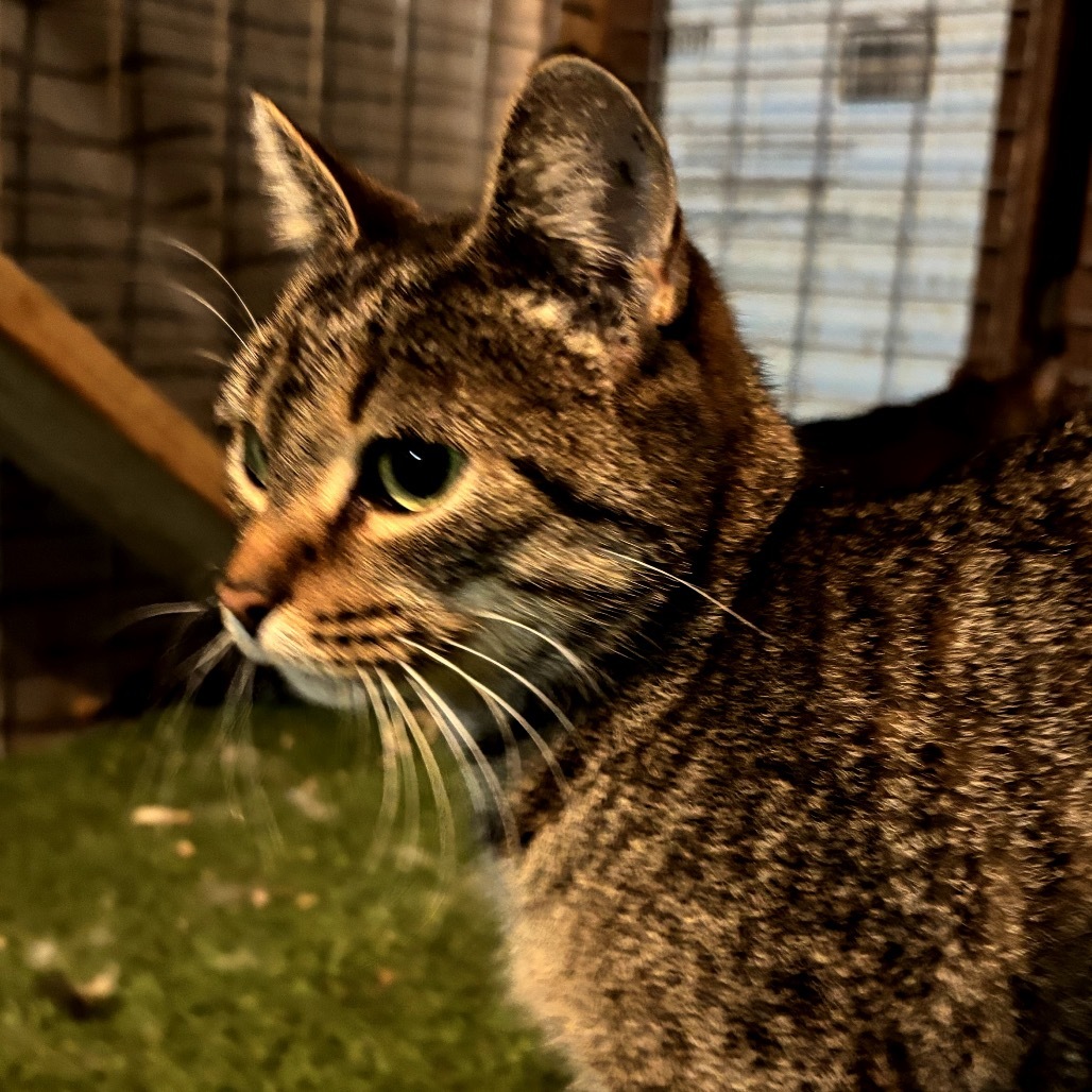 Penny, an adoptable Domestic Short Hair in Garfield, AR, 72732 | Photo Image 1