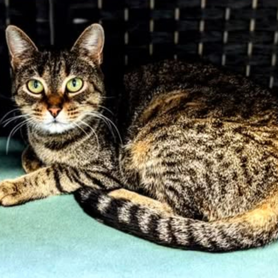 Penny, an adoptable Domestic Short Hair in Garfield, AR, 72732 | Photo Image 1