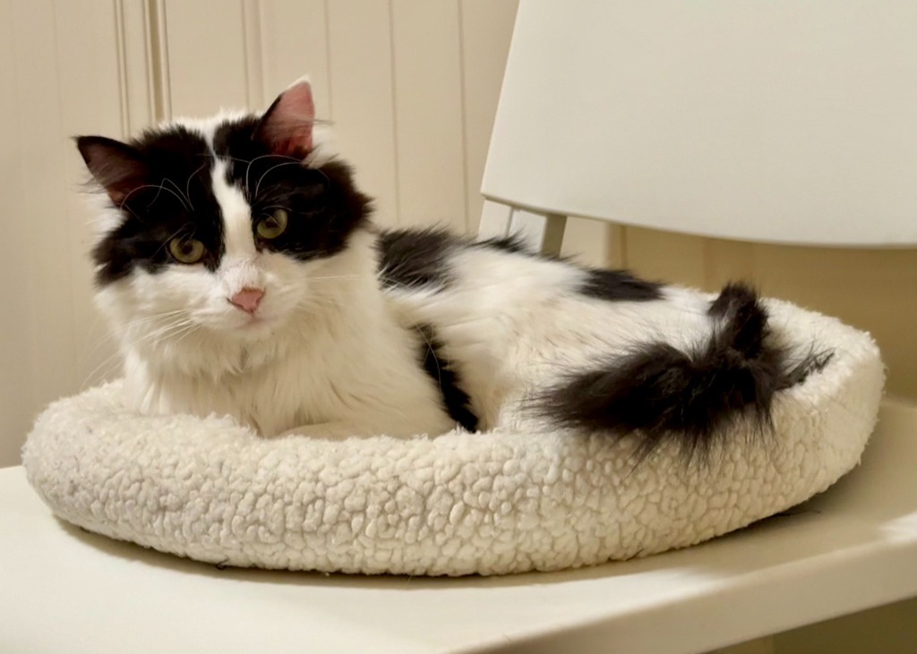 Doodle, an adoptable Domestic Short Hair in Salt Lake City, UT, 84117 | Photo Image 1