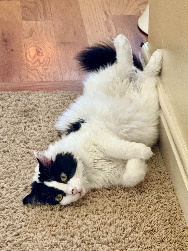 Doodle, an adoptable Domestic Short Hair in Salt Lake City, UT, 84117 | Photo Image 1