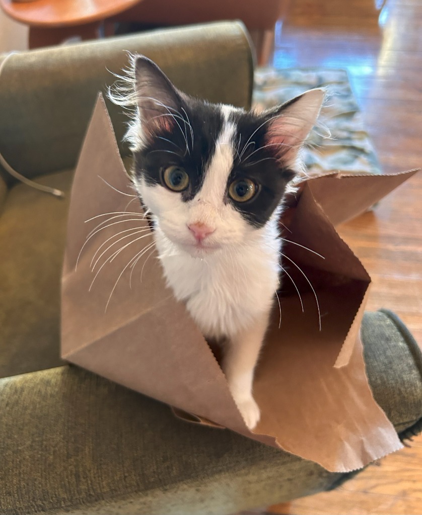 Doodle, an adoptable Domestic Short Hair in Salt Lake City, UT, 84117 | Photo Image 2