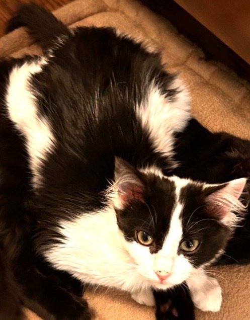 Doodle, an adoptable Domestic Short Hair in Salt Lake City, UT, 84117 | Photo Image 3