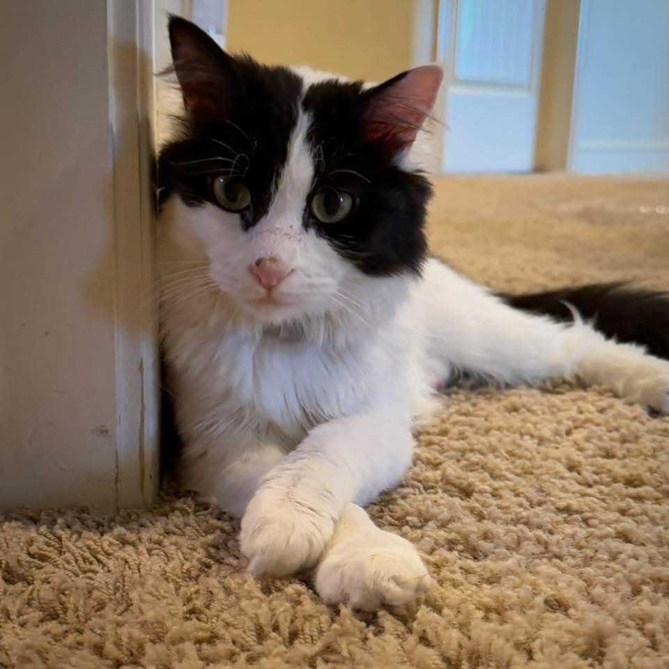 Doodle, an adoptable Domestic Short Hair in Salt Lake City, UT, 84117 | Photo Image 5