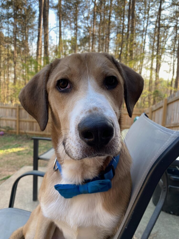 Cooper