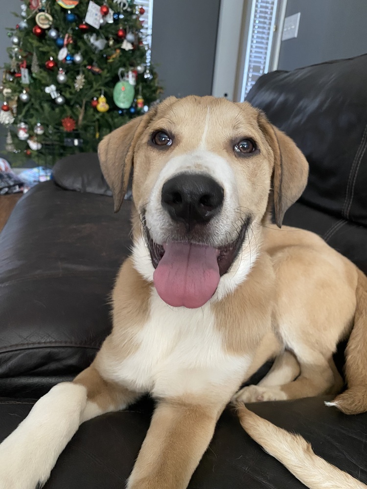Cooper