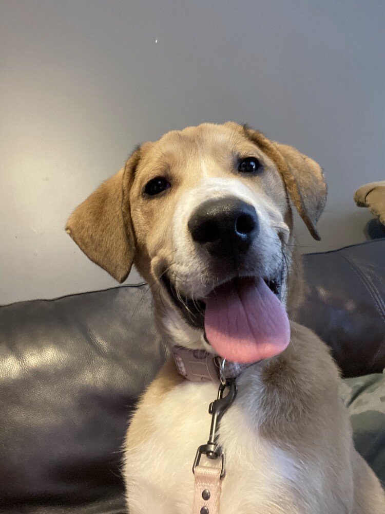 Cooper