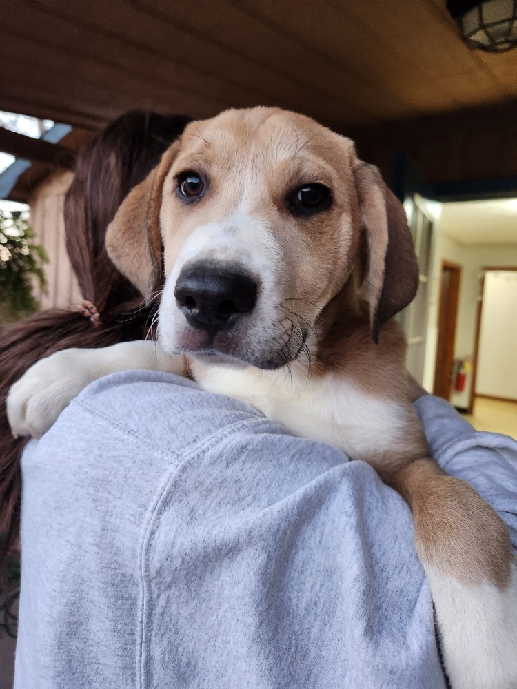 Cooper