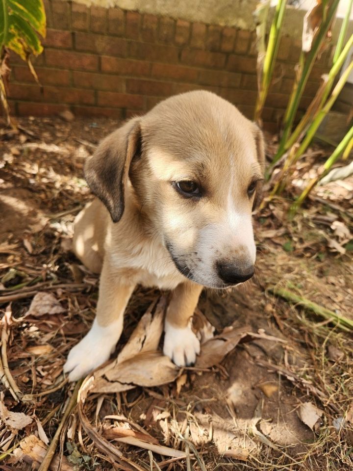 Cooper 5