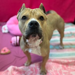 Linde, Adult Female Pit Bull Terrier