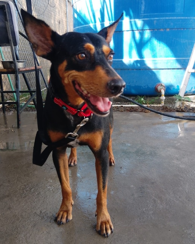 Cobalt, an adoptable Mixed Breed in San Juan de Abajo, NAY, 63732 | Photo Image 1