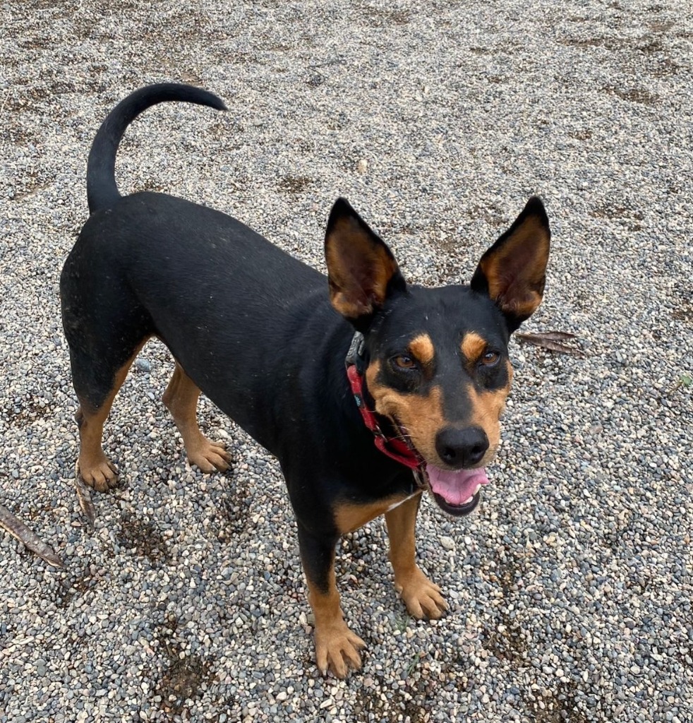 Cobalt, an adoptable Mixed Breed in San Juan de Abajo, NAY, 63732 | Photo Image 1